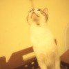 これが見上げ