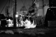 夜道に猫