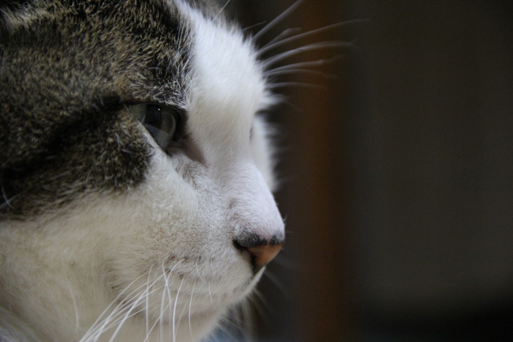 ミラ　見据える