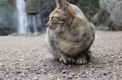 きまぐれ姫