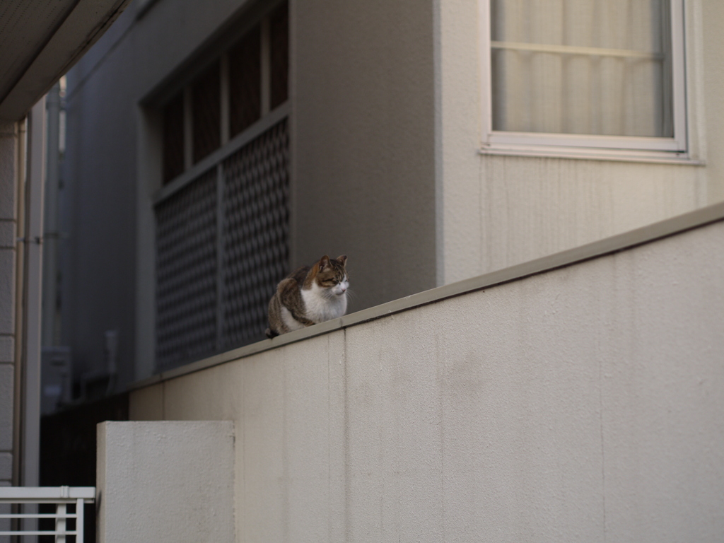 neko3