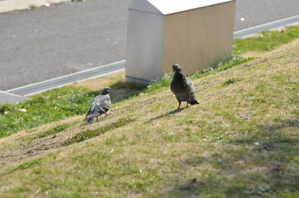 京浜島海上公園