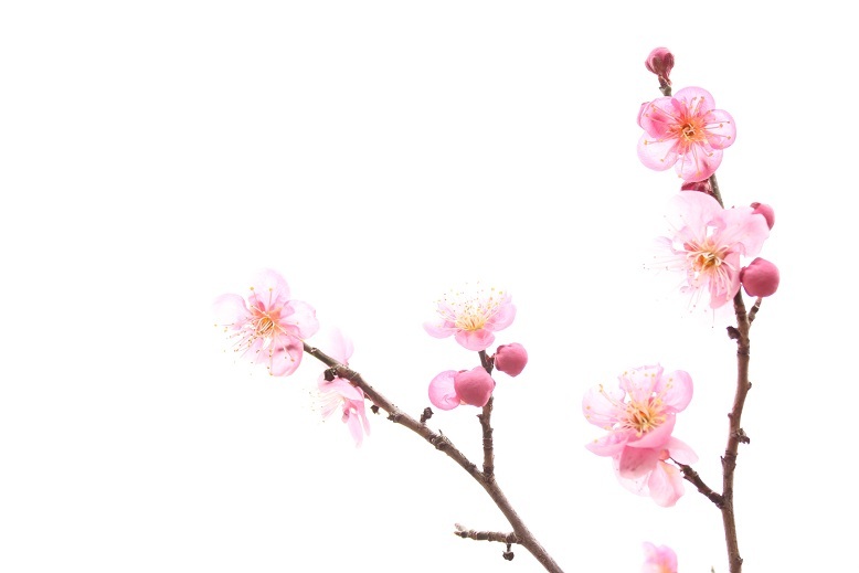 梅まつり★万博