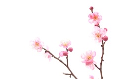 梅まつり★万博