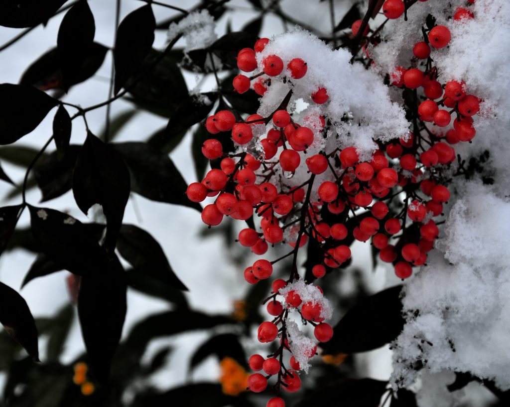 紅雪