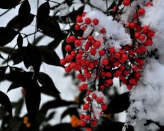 紅雪