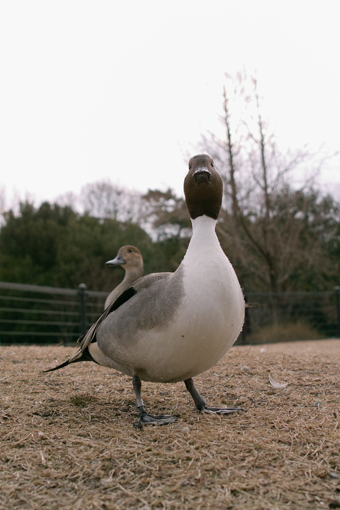 どや顔