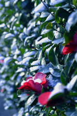 山茶花