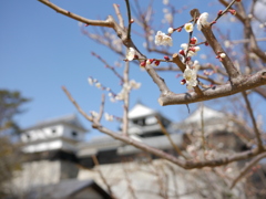 松山城の早春
