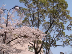 桜