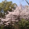 美しきもの