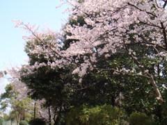 桜色と緑のコラボ