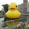 ラバーダックin北浜