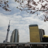 東京の春