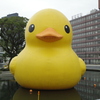 ラバーダックin北浜