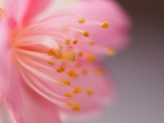 河津桜開花