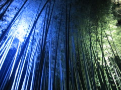 bamboo arashiyama