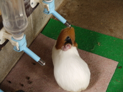 モルモットですから
