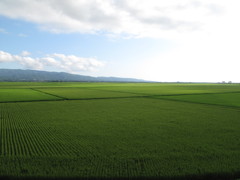 佐渡の水田