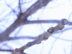 いつか鮮やかな兆し