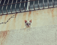 上から目線のOMAE