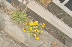活ける