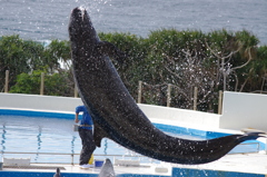 豪快なジャンプ
