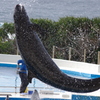 豪快なジャンプ