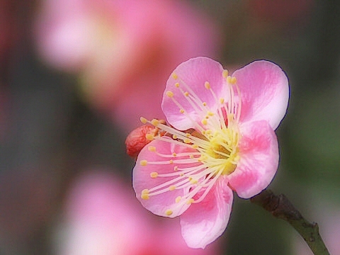 きさらぎの花