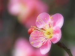 きさらぎの花