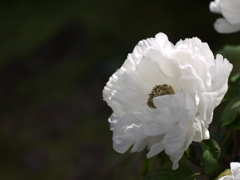 ドレスみたいな花