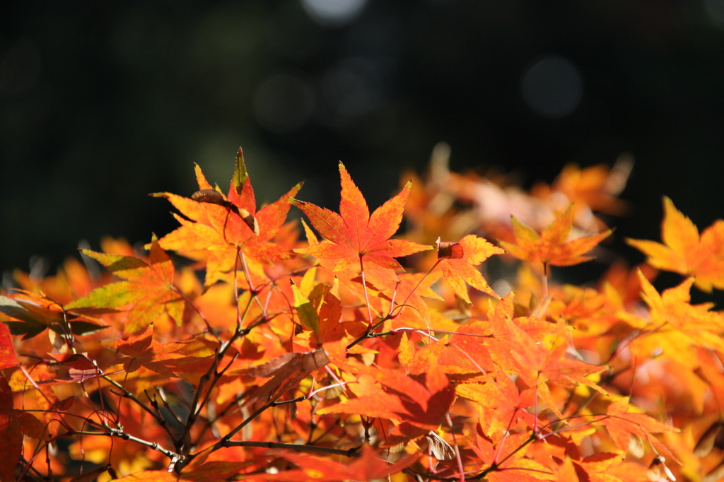 紅葉