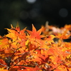 紅葉