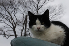 猫と曇天