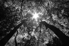 walk in the woods 