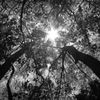 walk in the woods 