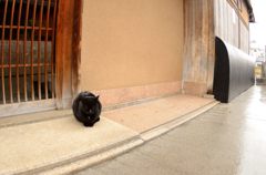 ねこねこ。