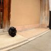 ねこねこ。