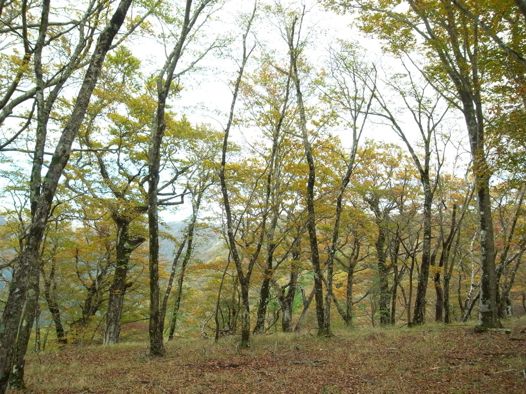 鍋割山からの尾根道