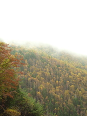八ヶ岳の森２