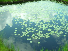 尾瀬