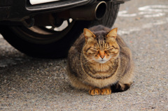 江ノ島猫Ⅱ