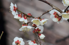 梅の花