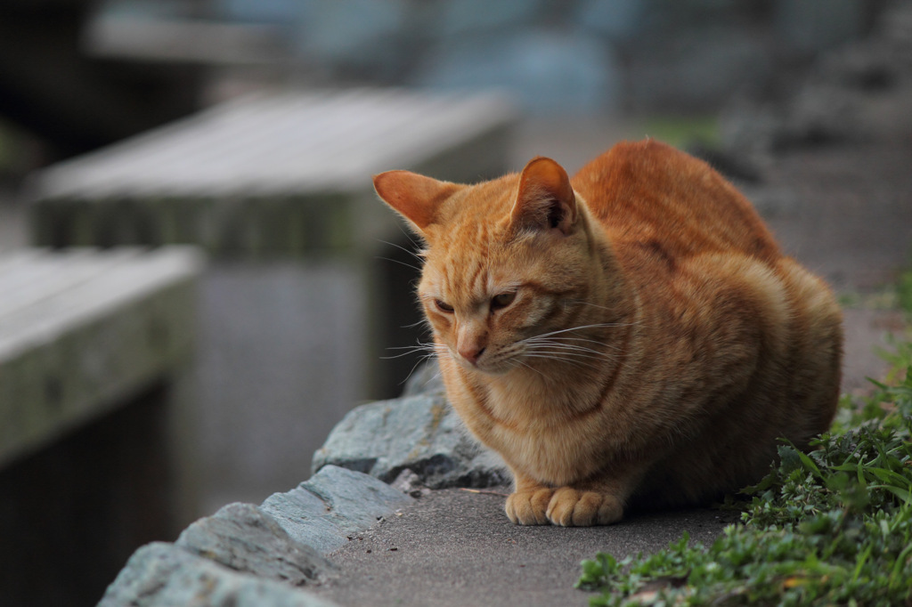 江ノ島猫Ⅲ
