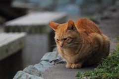 江ノ島猫Ⅲ