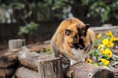 江ノ島猫Ⅰ