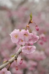 さ・く・ら