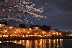 夜桜大宴会