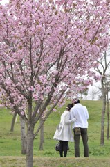 桜の樹の下で･･