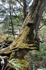 40年ぶりの尾瀬